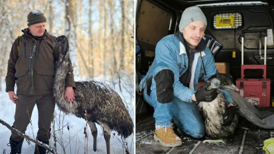 3 kilometry strachu przez fajerwerki. Emu uciekł w głąb lasu [wideo]