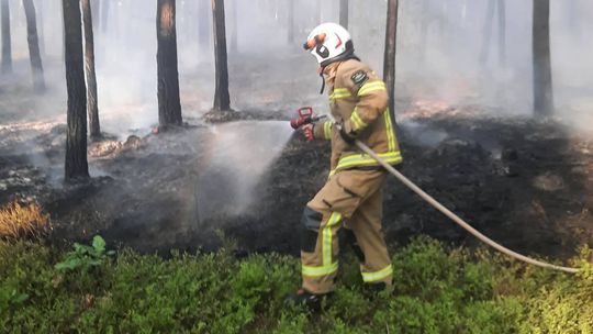 Alarm w lesie pod Łaskarzewem. Ogień gasiło sześć zastępów straży pożarnej