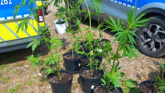 Aresztowany 29-latek, przejęte 1,5 kg marihuany i zlikwidowana plantacja konopi [wideo]