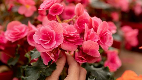 Begonia – królowa cienia, która kwitnie całe lato!