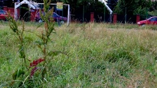 Chaszcze na boisku. Magistrat spóźnił się z koszeniem