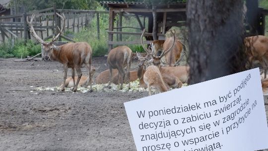 Chcą uśpić zwierzyniec w Cyganówce!