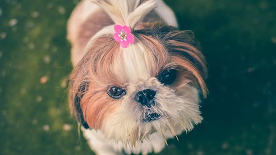 Co warto mieć, wychodząc z małym psem na spacer?