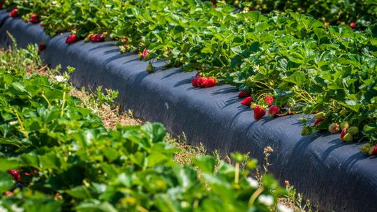 Czarna agrotkanina - hit czy mit? Co naprawdę daje w ogrodzie i kiedy zawodzi