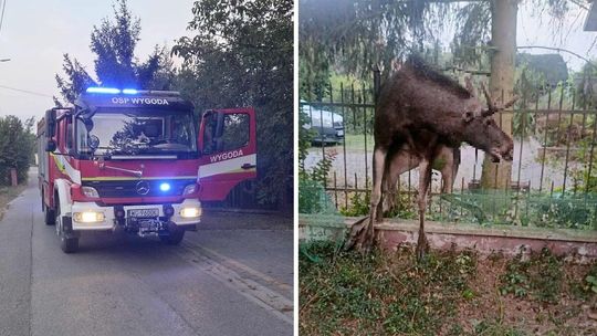 Dramatyczny finał. Łoś zawisł na ogrodzeniu
