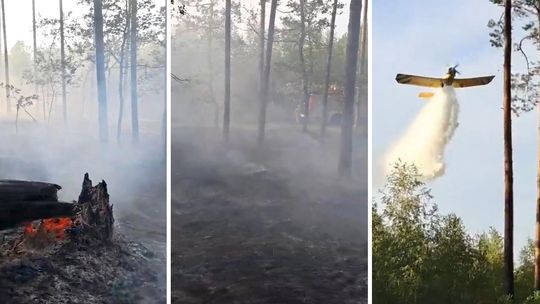 Duży pożar lasu pod Garwolinem. W akcji samolot gaśniczy