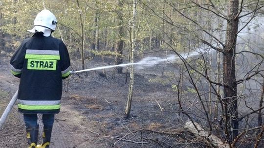 Duży pożar lasu w Gocławiu