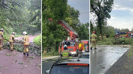 Dziesiątki powalonych drzew po popołudniowej burzy [aktualizacja]