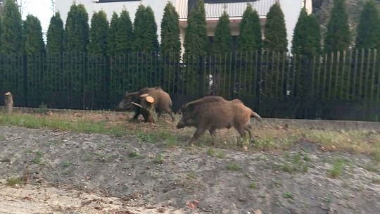 Dziki coraz częściej pojawiają się w Łaskarzewie. Urząd apeluje do mieszkańców o ostrożność [wideo]