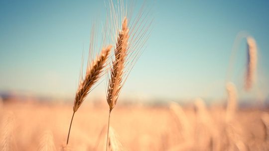 Gluten – czy faktycznie jest niezdrowy?