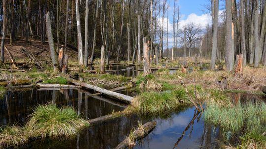 Gm. Łaskarzew: Powstanie rezerwat przyrody