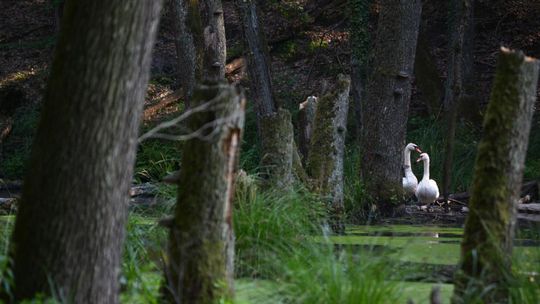 Jak dobrze znasz geografię powiatu garwolińskiego? Sprawdź się w nowym quizie!