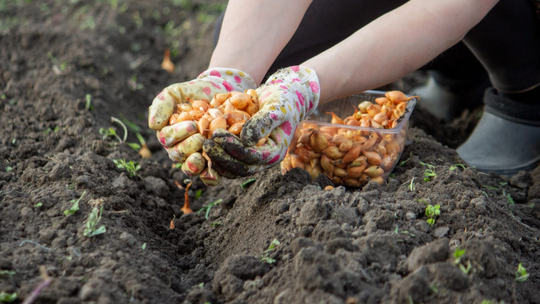 Jak wysiewać nasiona cebuli – poradnik dla ogrodników