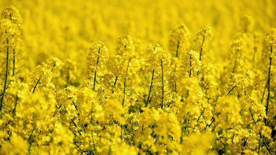 Jaka będzie cena rzepaku w 2026 roku? Prognozy i czynniki wpływające na rynek