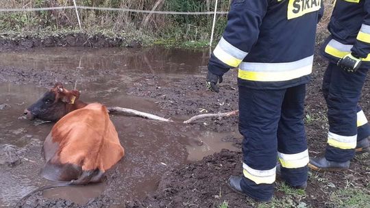 Krowa ugrzęzła w bagnie. Uratowali ją strażacy