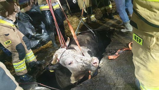 Krowa wpadła do szamba w Zwoli. Strażacy prowadzili akcję ratunkową pod nadzorem weterynarza