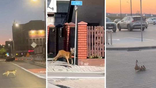 Lis, sarna i kaczki w centrum Garwolina. Zwierzęta coraz śmielej wchodzą do miast [wideo]