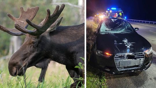 Łoś na S17. Kobieta w szpitalu