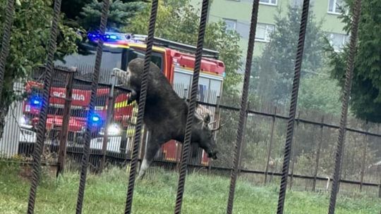 Łoś na ulicach miasta