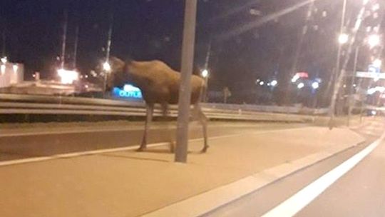 Łoś spaceruje po mieście. Uciekł policji i straży