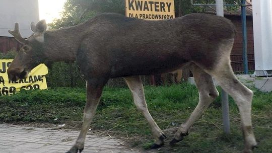 Łoś wbiegł prosto pod koła