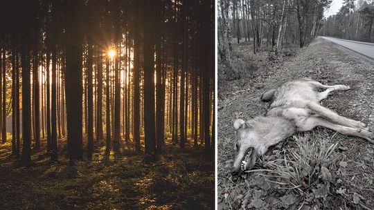 Martwy wilk znaleziony w lesie koło Wanat. Nadleśnictwo Garwolin apeluje o ostrożność