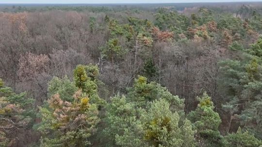 Nadleśnictwo Garwolin alarmuje: sosnowe drzewostany zamierają. „Obrazy nie napawają optymizmem”