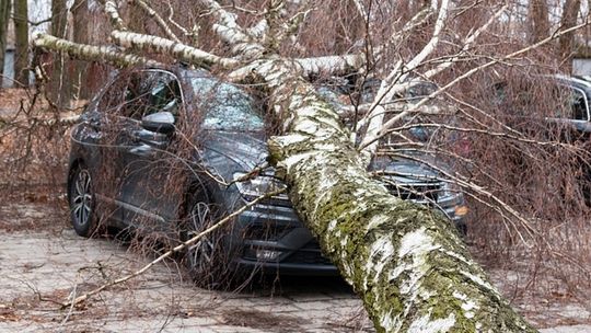 Nie przestaje wiać nad powiatem. Drzewa na drogach i samochodach