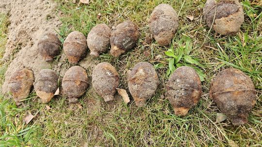 Niebezpieczne odkrycie w gminie Łaskarzew – na posesji znaleziono granaty z II wojny światowej