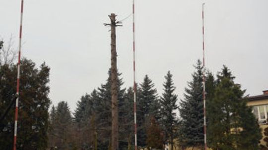 Nielegalna przycinka w Ekonomiku: Szkole grożą wysokie kary