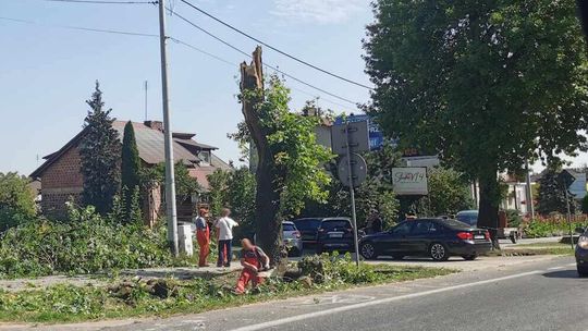 Ogromne drzewo runęło prosto na chodnik