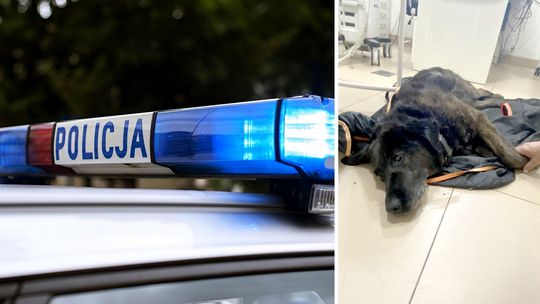 Pies przeżył po „stwierdzeniu zgonu” przez policjantów. Sprawę badają służby