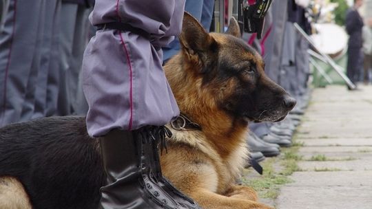 Pies wykrył narkotyki w pracowniczej szafce