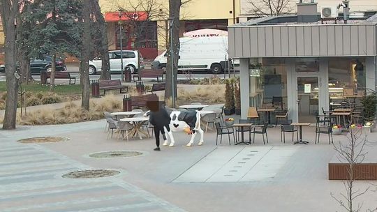 Pijany wandal powalił figurę krowy i zaatakował patrol. Usłyszał serię zarzutów Pijany wandal powalił figurę krowy i zaatakował patrol. Usłyszał serię zarzutów