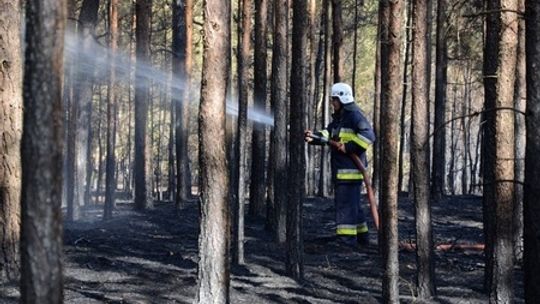 Płonie las w gminie Górzno