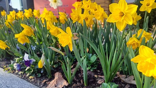 Pola Nadziei rozkwitły w gminie Pilawa. „Budujemy miejsce, w którym nikt nie będzie sam”