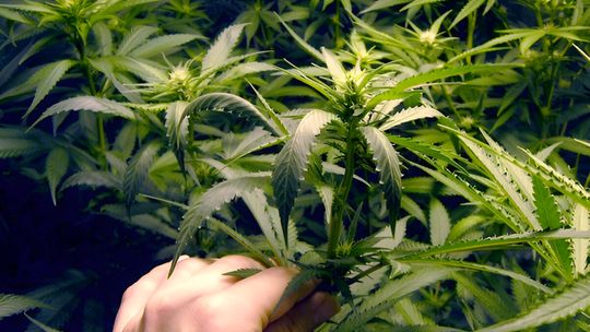 Pomylił patrol z imprezą – chciał poczęstować policjantki marihuaną