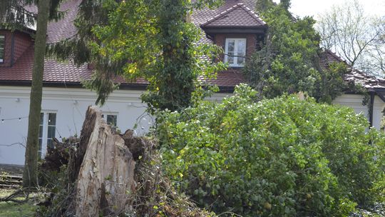 Powalone drzewo na zabytkowy dworek w Miętnem pod Garwolinem