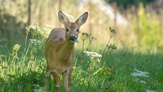 Poważne skutki zderzenia z sarną