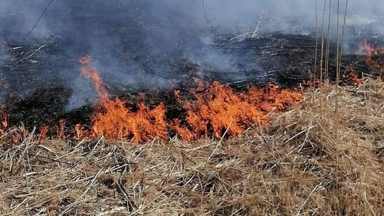 Pożar nieużytków na wyspie Wisły