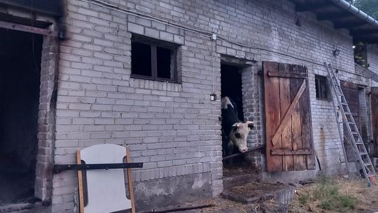 Pożar obory w Poliku