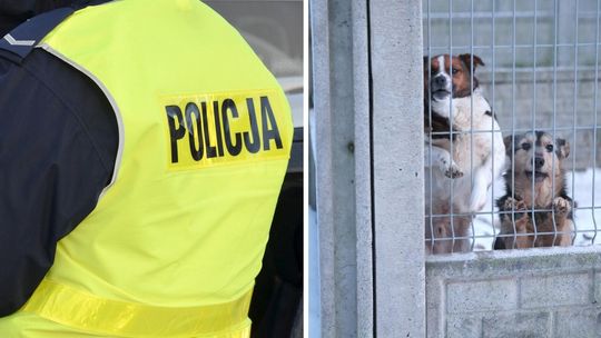 Protest w Sobolewie. Policja apeluje o spokój i dobro zwierząt