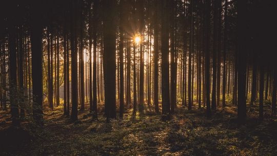 Przez tydzień zakaz wstępu do lasu