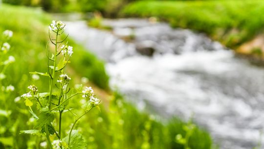 Przydomowa oczyszczalnia ścieków a ochrona środowiska – co warto wiedzieć?