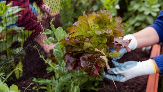 Rozsada warzyw na balkonie i w ogrodzie - jak rozpocząć uprawę sadzonek z sukcesem