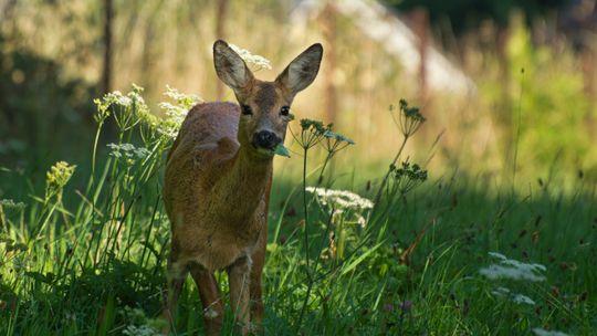 Sar­na wbiegła pod auto – kolizja w Reducinie