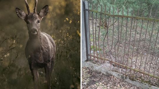 Sarna uwięziona w ogrodzeniu. Na ratunek strażacy
