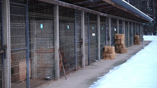 Schronisko w Sobolewie zamknięte! Premier komentuje. Co ze zwierzętami?