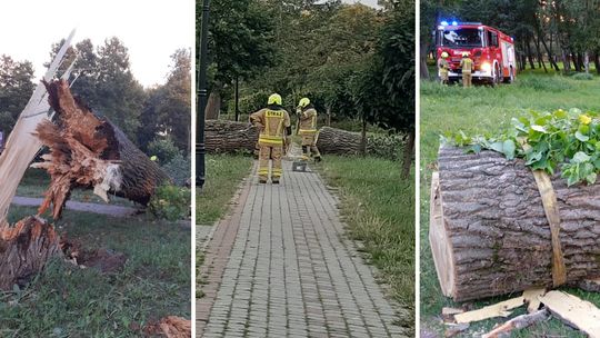 Silny wiatr łamał drzewa w powiecie. Ogromny konar spadł na chodnik w Garwolinie