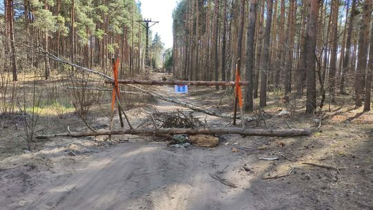 Skracasz drogę w Wildze? Uważaj na mandat Skracasz drogę w Wildze? Uważaj na mandat